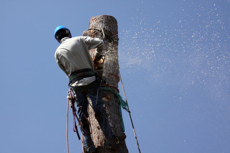 Local Tree Removal pros at work
