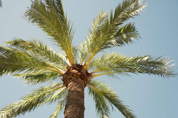 Palm Tree Removal in Pataskala