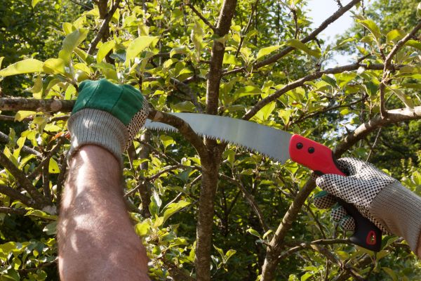 Small Tree Removal in Pataskala