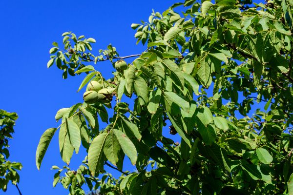 Cost of Walnut Tree Removal in Pataskala