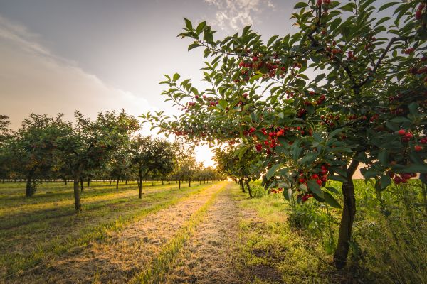 Cost of Cherry Tree Removal in Pataskala