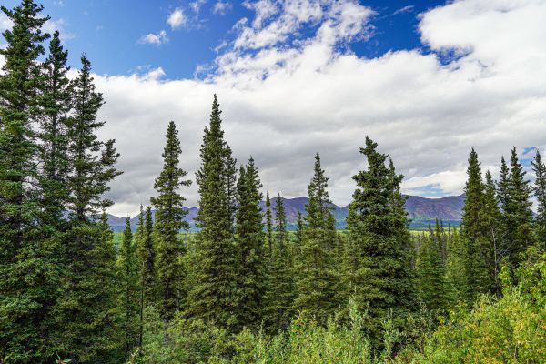 Cost of Spruce Tree Removal in Pataskala