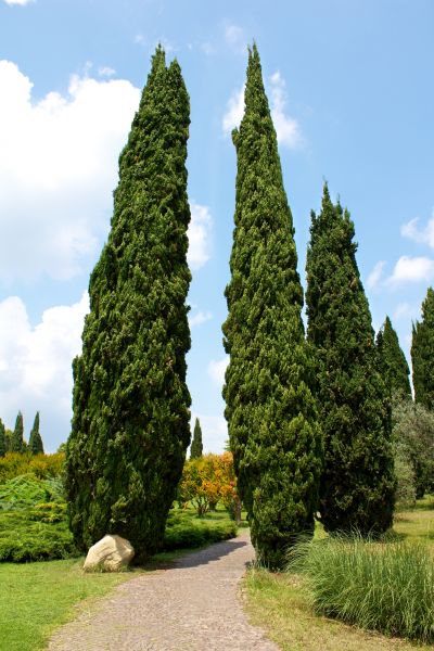 Cost of Cypress Tree Removal in Pataskala