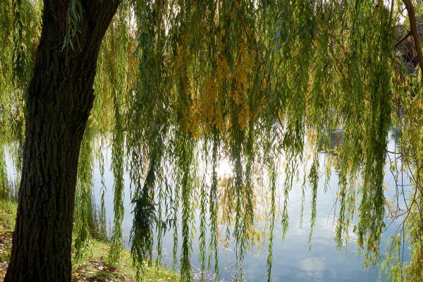 Cost of Willow Tree Removal in Pataskala