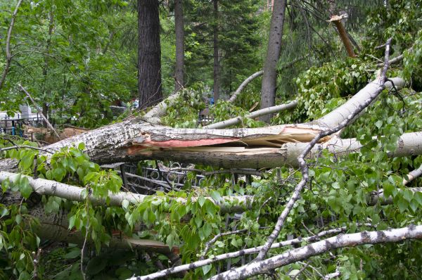 Cost of Birch Tree Removal in Pataskala