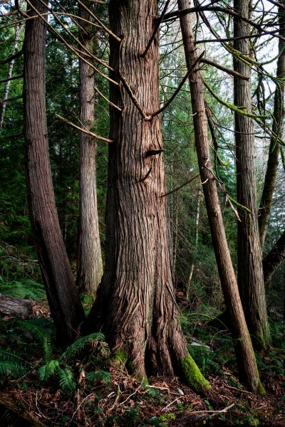 Cost of Cedar Tree Removal in Pataskala