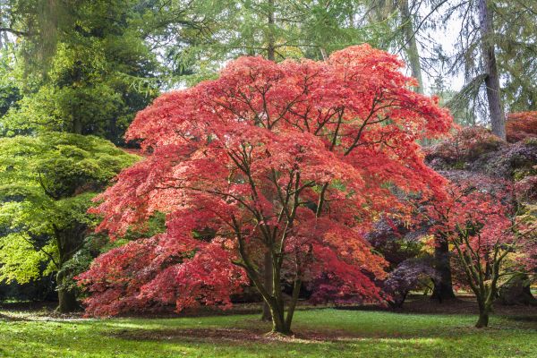 Cost of Maple Tree Removal in Pataskala