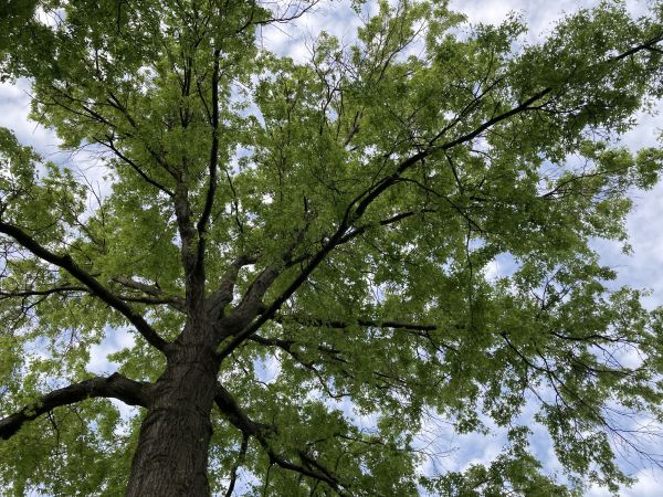 Cost of Oak Tree Removal in Pataskala