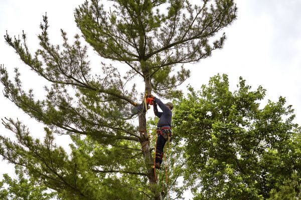 Cost of Pine Tree Removal in Pataskala