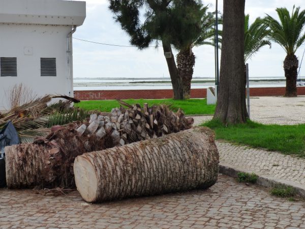 Palm Trees Removal in Pataskala