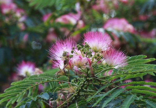 Cost of Mimosa Tree Removal in Pataskala