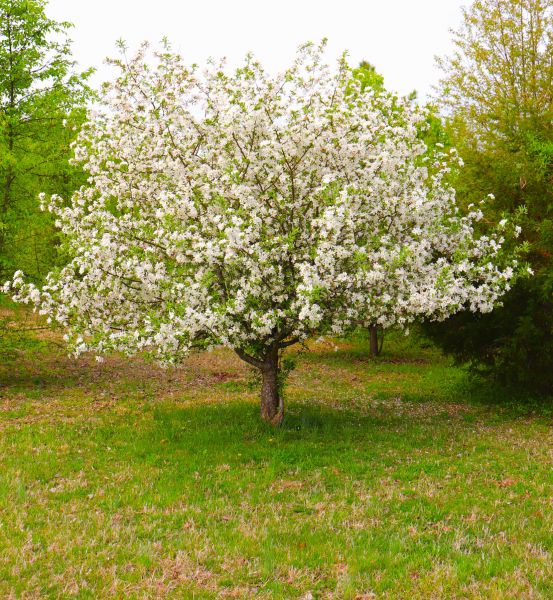 Cost of Dogwood Tree Removal in Pataskala