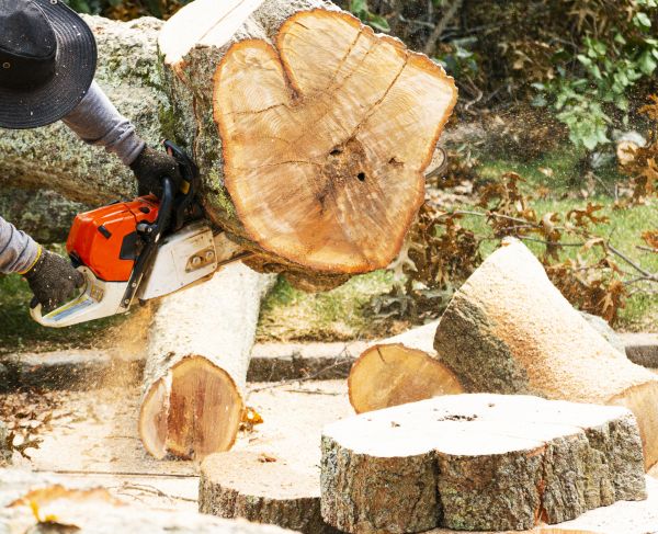 Tree Removal Service in Pataskala