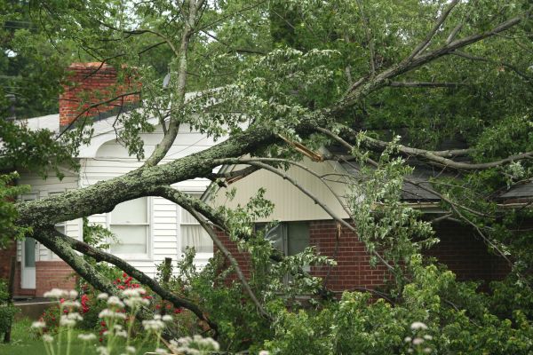 Emergency Tree Removal in Pataskala