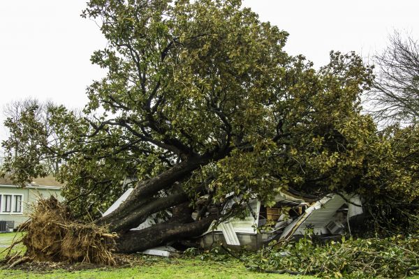 Fallen Tree Removal in Pataskala
