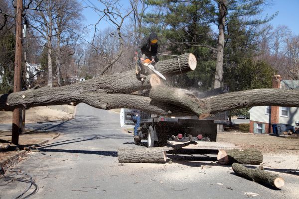 Cost of Residential Tree Removal in Pataskala