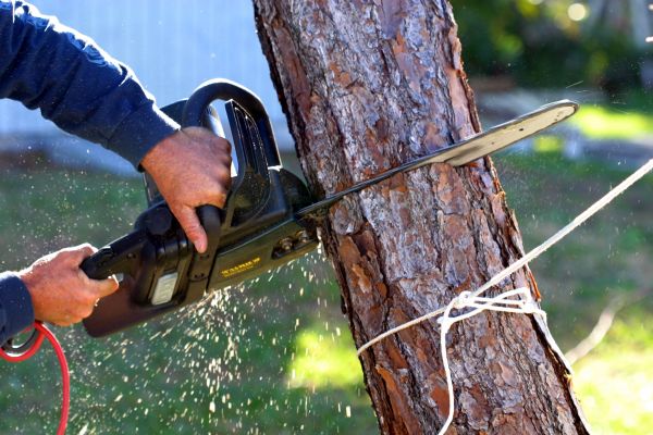 Dead Tree Removal in Pataskala