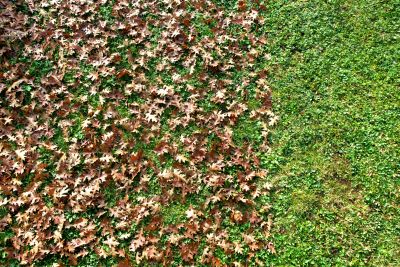 Seasonal Leaf Clearing