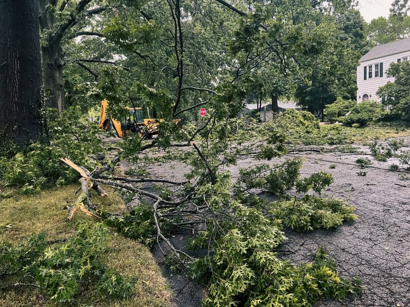 Storm-Damaged Tree