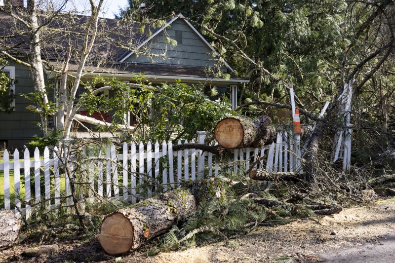 Tree on Residential Property