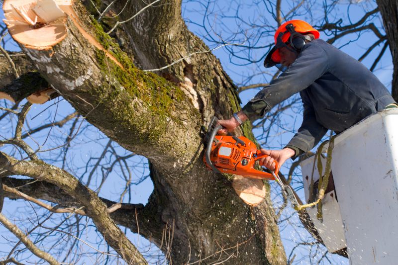 Tree Cutting in Snow