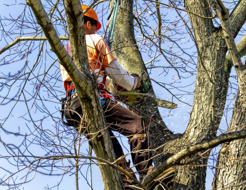 Before Tree Removal