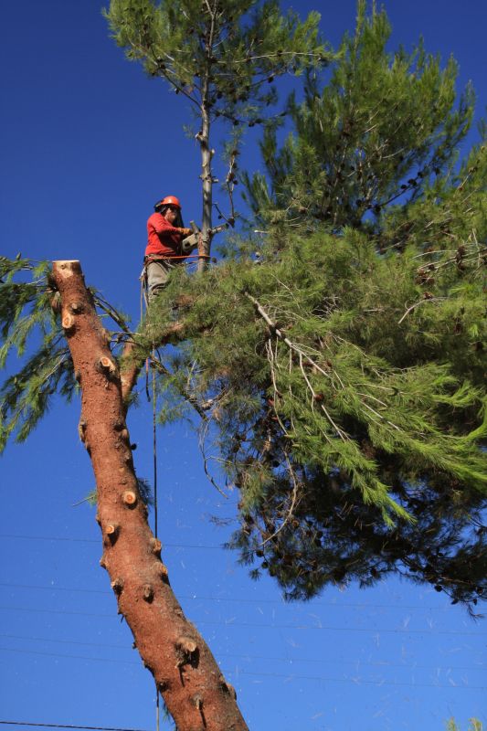 Tree Removal Equipment