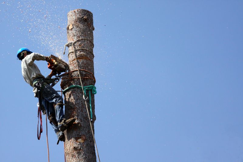 Tree Pruning and Removal