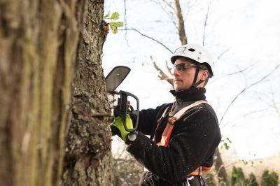 Off-Season Tree Removal