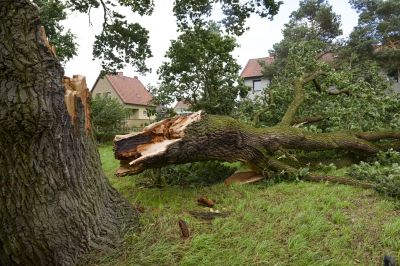 Emergency Tree Services