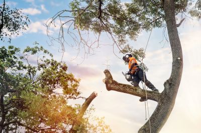 Seasonal Tree Care