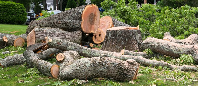 Local Tree Service Scheduling